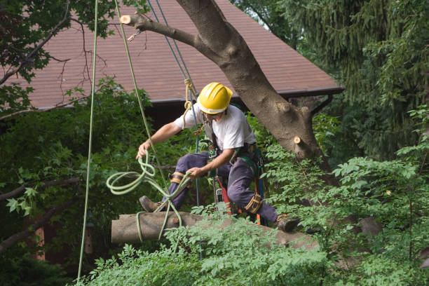 How Our Tree Care Process Works  in  Lake Arbor, MD