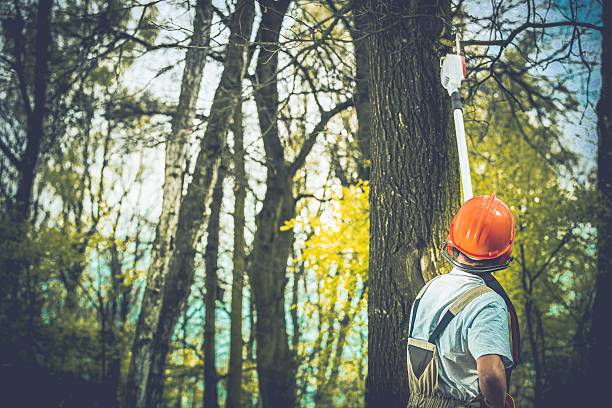 Lake Arbor, MD Tree Care Company